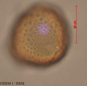 ISEM 1/Columnea_spathulata_29341/Columnea_spathulata_29341_0001(copy)_thumb.jpg